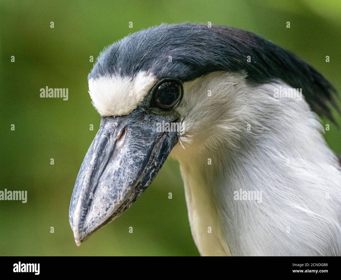 Captive adult boat-billed heron (Cochlearius cochlearius), Parque das Aves, Foz do Iguacu, Parana State, Brazil Stock Photo