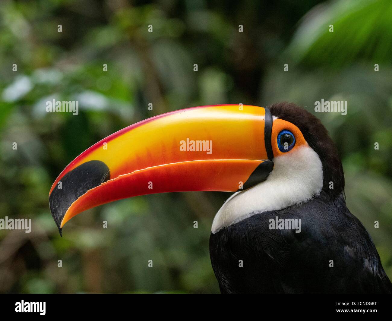 Captive toco toucan (Ramphastos toco), Parque das Aves, Foz do Iguacu, Parana State, Brazil Stock Photo