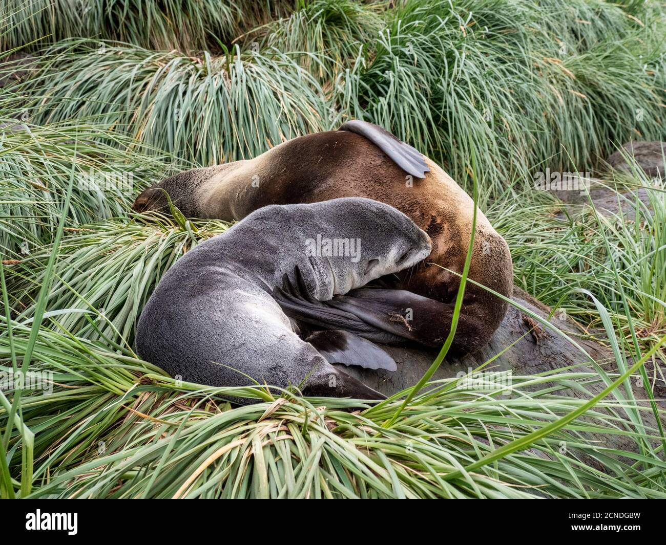 Antarctic fur seal (Arctocephalus gazella) mother nursing her pup, Cooper Bay, South Georgia, Polar Regions Stock Photo
