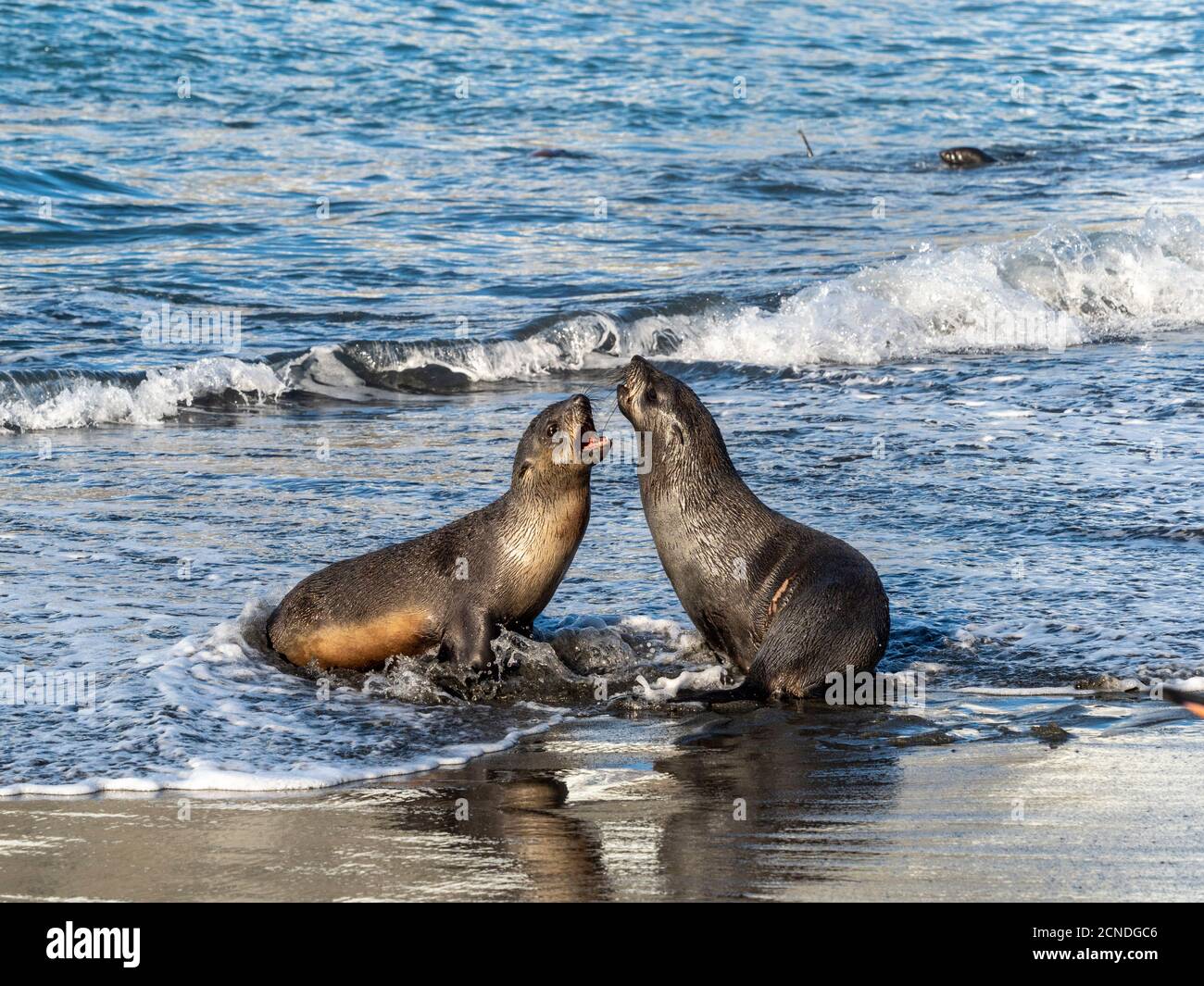 Juvenile Antarctic fur seals (Arctocephalus gazella) in the surf at Gold Harbor, South Georgia, Polar Regions Stock Photo