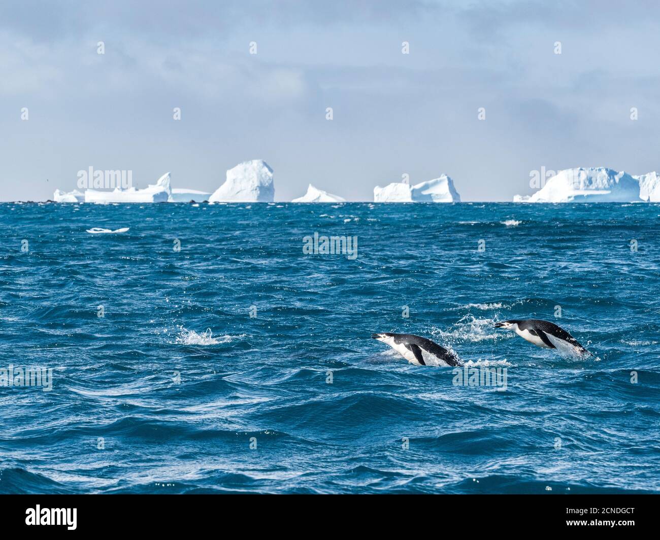 Adult chinstrap penguins (Pygoscelis antarcticus) porpoising through the sea in Cooper Bay, South Georgia, Polar Regions Stock Photo