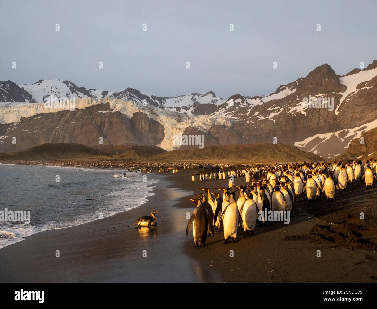 Sunrise on king penguin (Aptenodytes patagonicus) breeding colony at Gold Harbor, South Georgia, Polar Regions Stock Photo