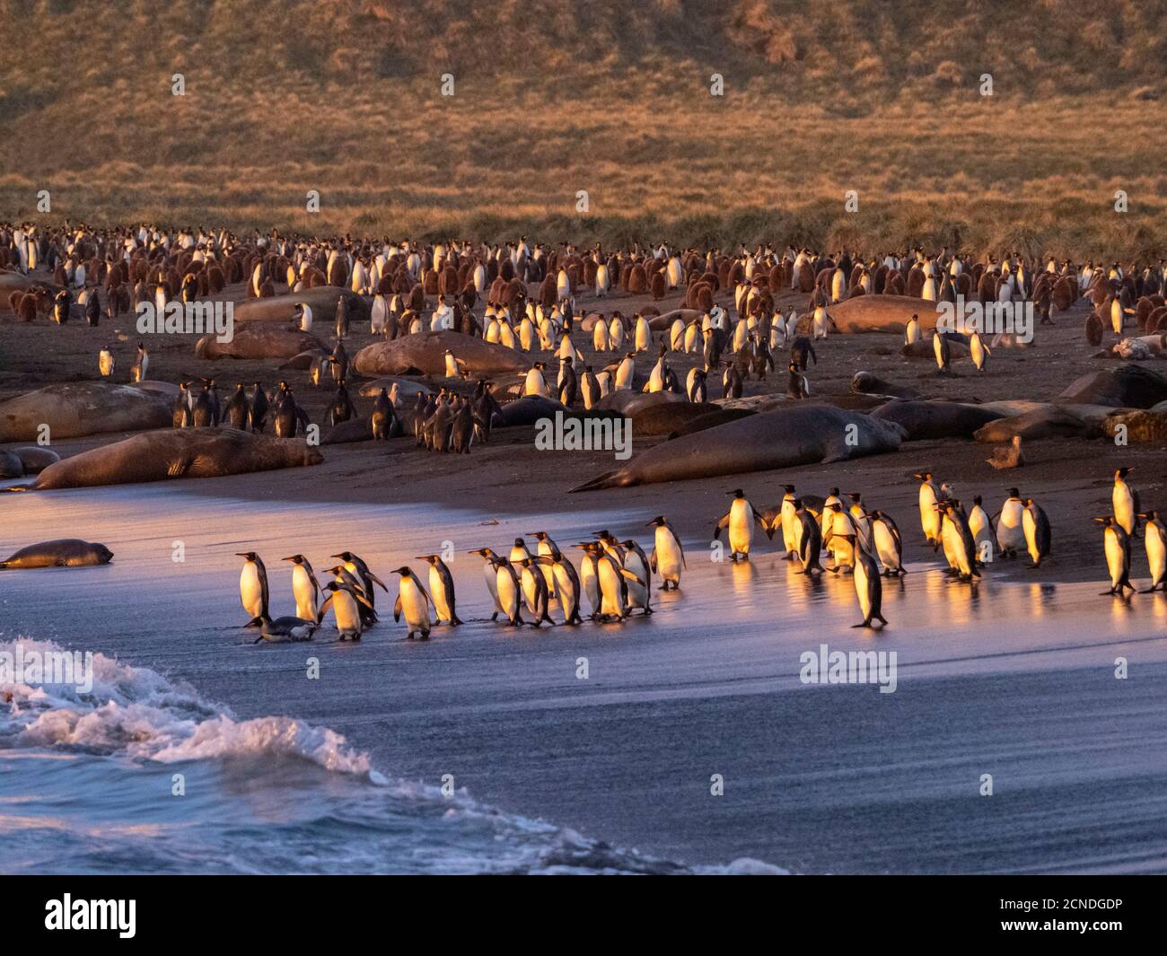 Sunrise on king penguin (Aptenodytes patagonicus) breeding colony at Gold Harbor, South Georgia, Polar Regions Stock Photo