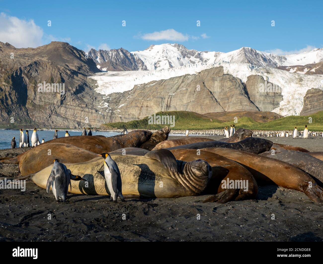 King penguins (Aptenodytes patagonicus), near bull elephant seal in Gold Harbor, South Georgia, Polar Regions Stock Photo