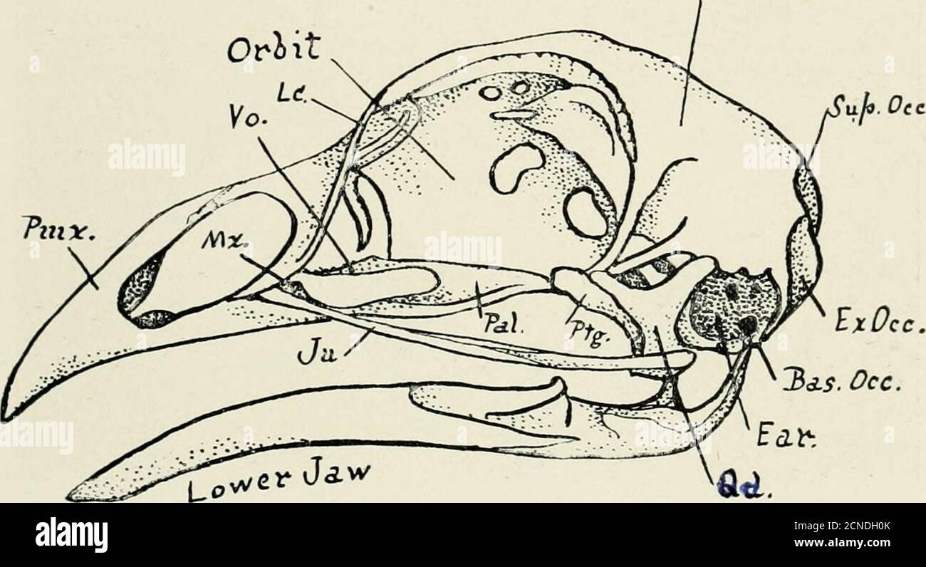 . The bird, its form and function . veaerial life; orbit very large and ...