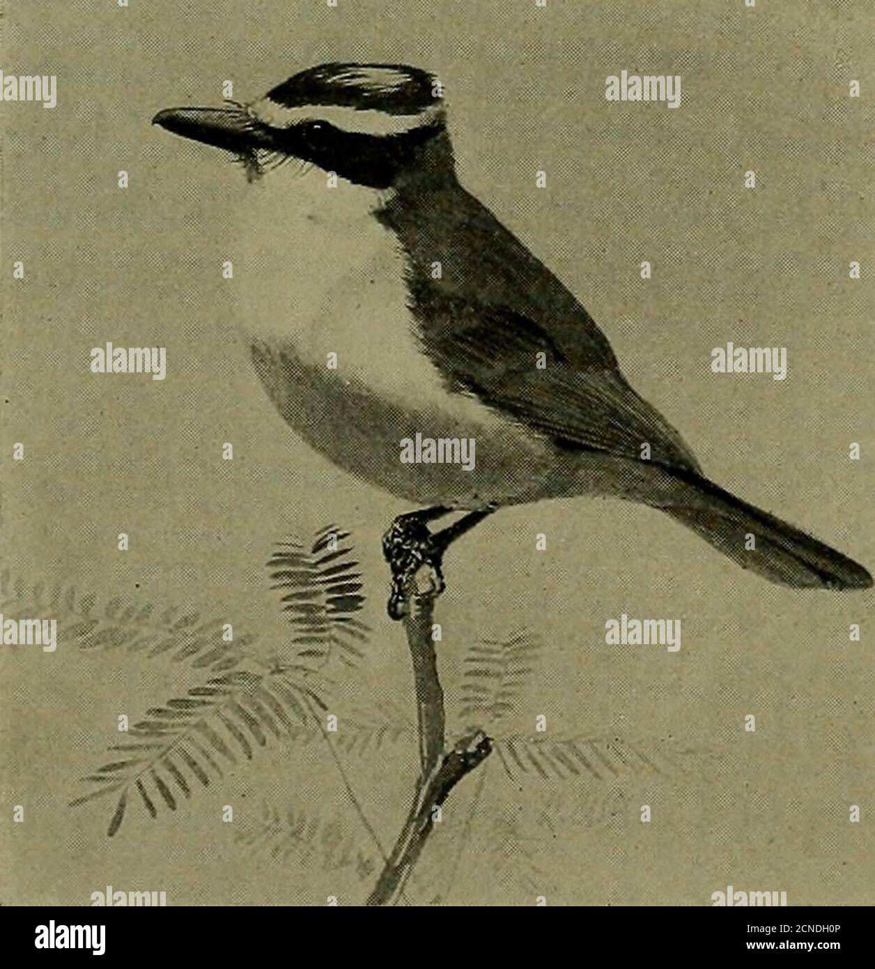 Bird lore . a real songdifferent from his ordinary calls andscolds. This  one exception is no lessdistinguished by his coat from therest of the  rather somber-coloredfamily. The gorgeous little Ver-milion Flycatcher