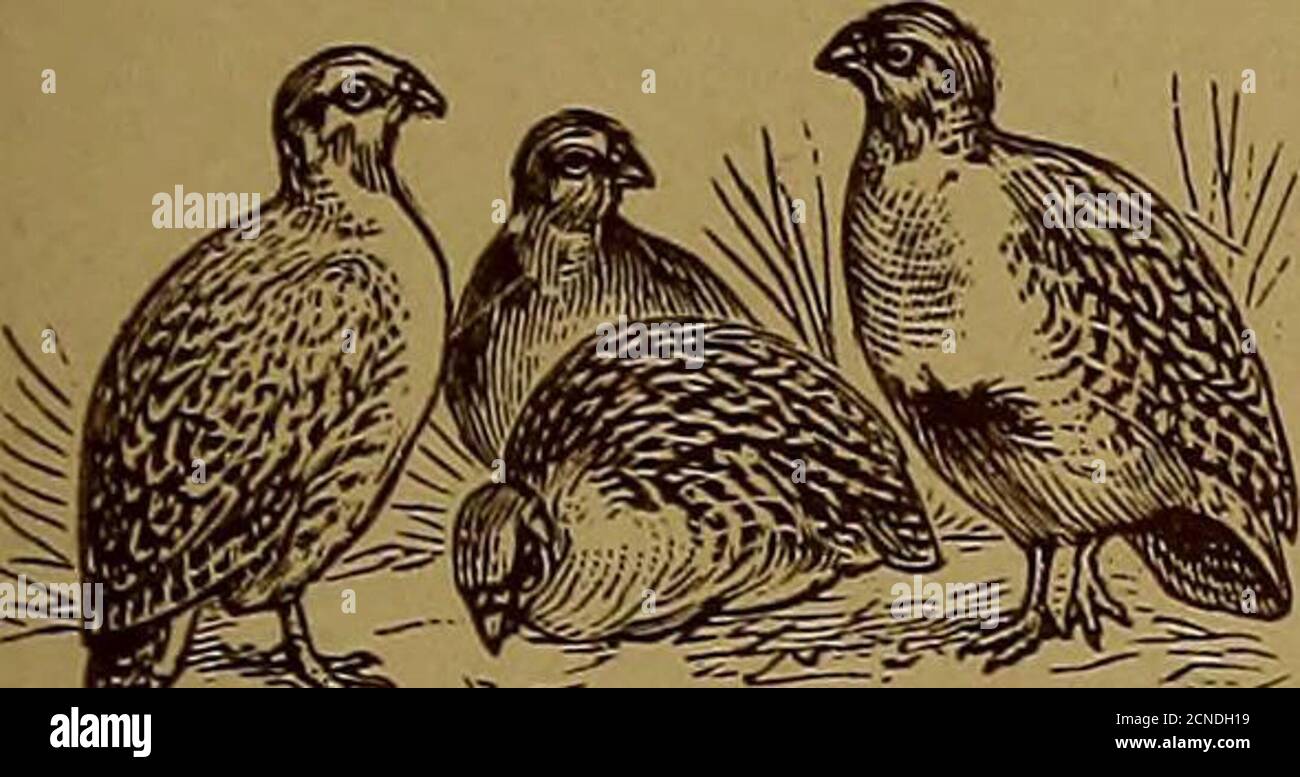 The Game breeder . an, Ringueck, Chinese, Golden, Silver, Amherst and  Reeves. Wood Duck, Mallard and Gray Call Duck eggs. All the eggs I ship are  guaranteed to be from non-related,