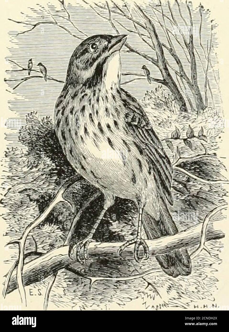 . The birds of Illinois and Wisconsin . atter in Richland county, Illinois.(Orn. of 111., 1889, p. 281.) Mr. Nelson gives it as common locallyin Wabash, Richland, and adjoining counties (Birds N. E. 111., 1876,p. 151), and Mr. O. C. Poling shot three birds of this species in anapple orchard at Quincy, 111., in May, 1887. (The Auk, 1890, p. 242.) Mr. Isaac E. Hess found a nest and four eggs of this species atPhilo, 111., Champaign Co., on May 26, 1896 (Nidologist, Vol IV,1897, p. 45)- The nest is made of grass and is built on the ground. The eggsare from 3 to 5, pure white or pale bluish white, Stock Photo