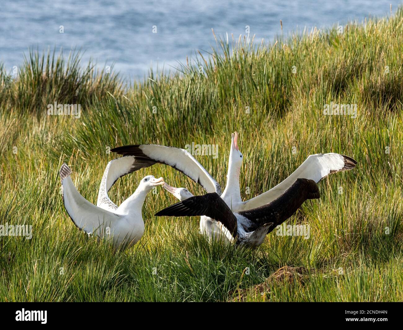 Wandering albatross (Diomedea exulans) trio in courtship display on Prion Island, Bay of Isles, South Georgia, Polar Regions Stock Photo