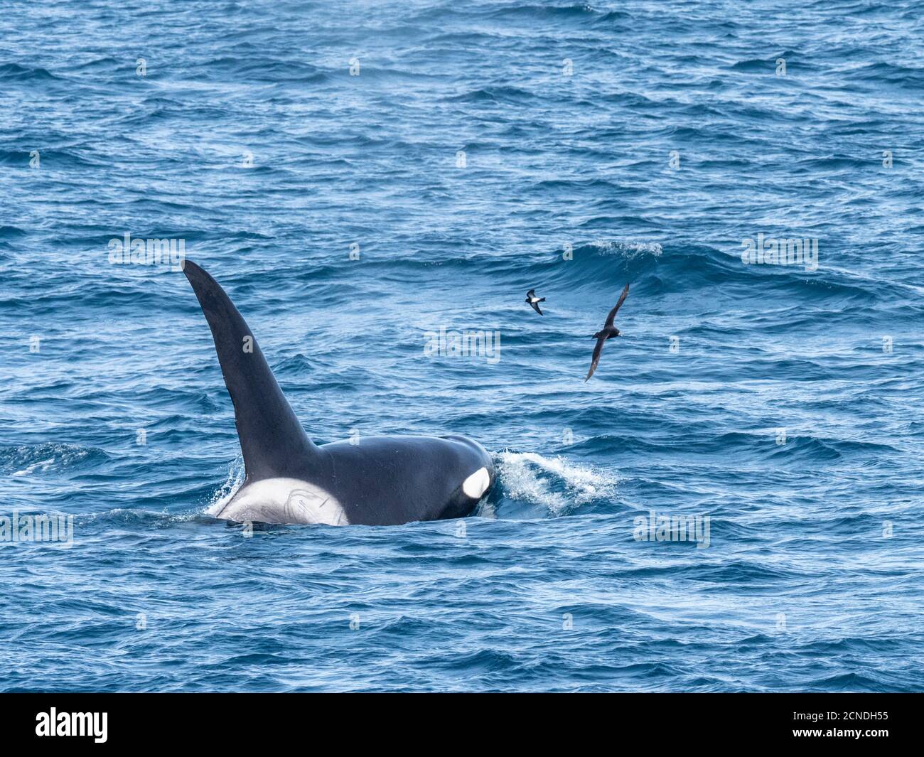 A pod of Type A killer whales (Orcinus orca), surfacing off the northwest coast of South Georgia, Polar Regions Stock Photo