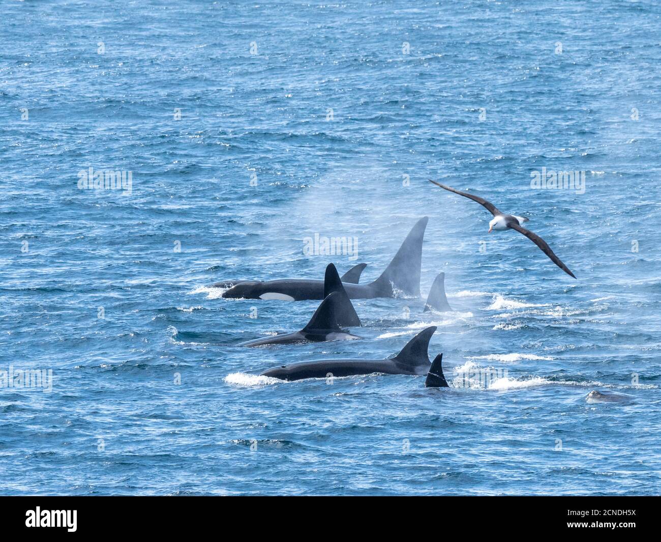 A pod of Type A killer whales (Orcinus orca), surfacing off the northwest coast of South Georgia, Polar Regions Stock Photo