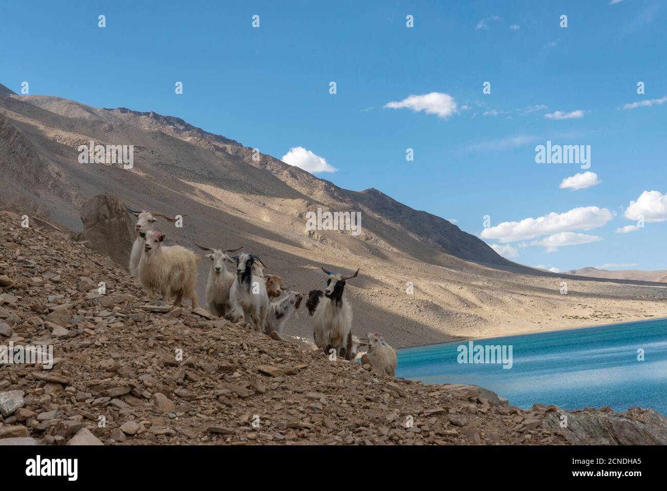 Pashmina Sheep at Stokar Lake, Ladakh, India. Raised for meat or cashmere wool known as pashmina once woven Stock Photo