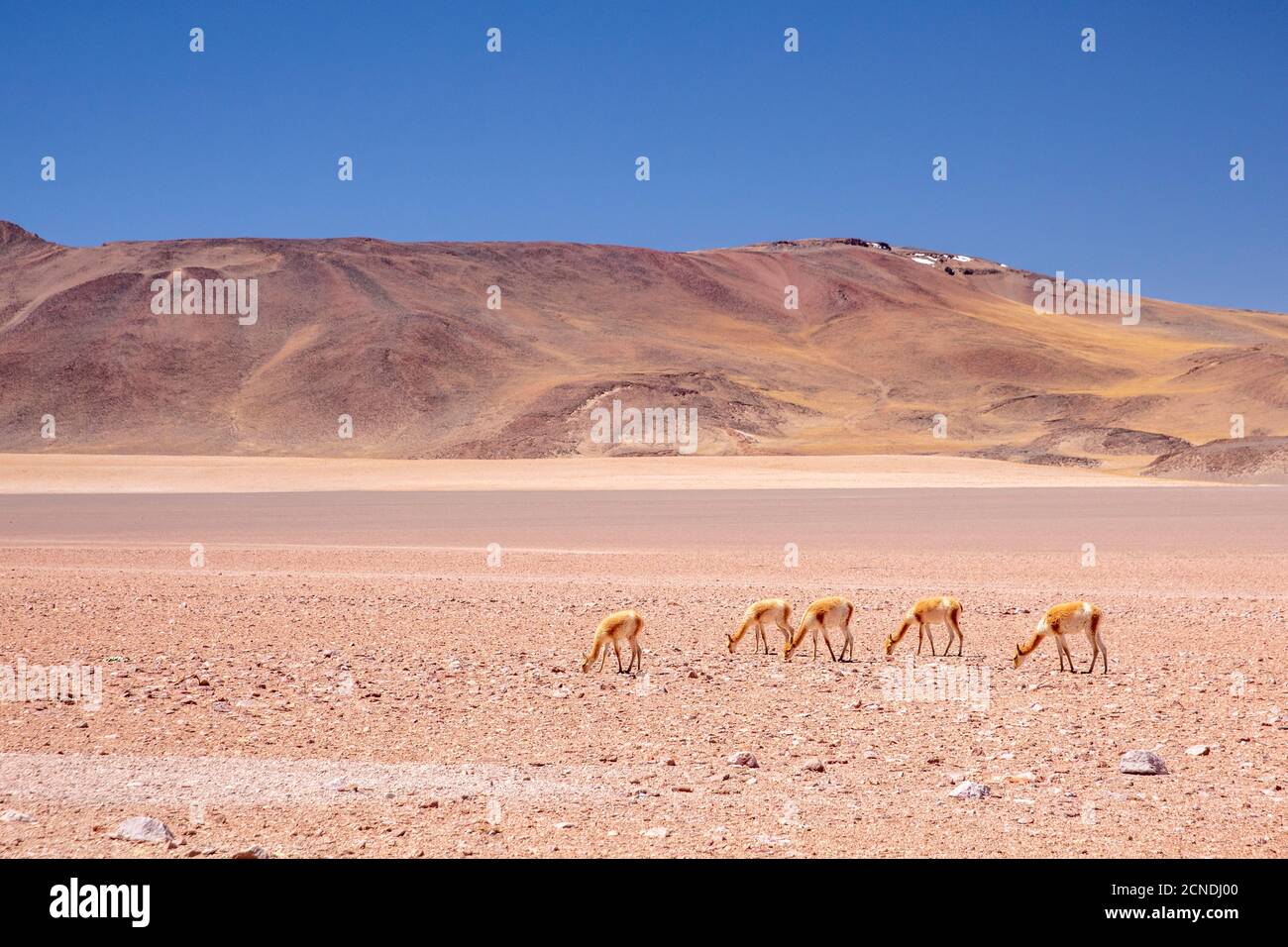 Adult vicunas (Vicugna vicugna), in the Andean Central Volcanic Zone, Antofagasta Region, Chile Stock Photo