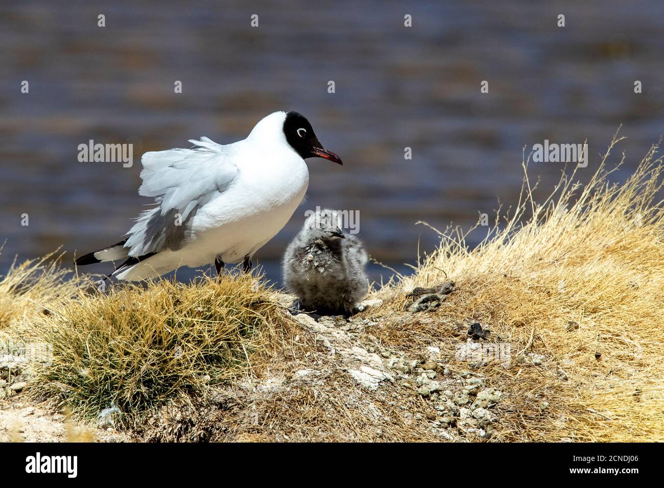 An adult Andean gull (Chroicocephalus serranus), with chick near its nest, Andean Central Volcanic Zone, Chile Stock Photo
