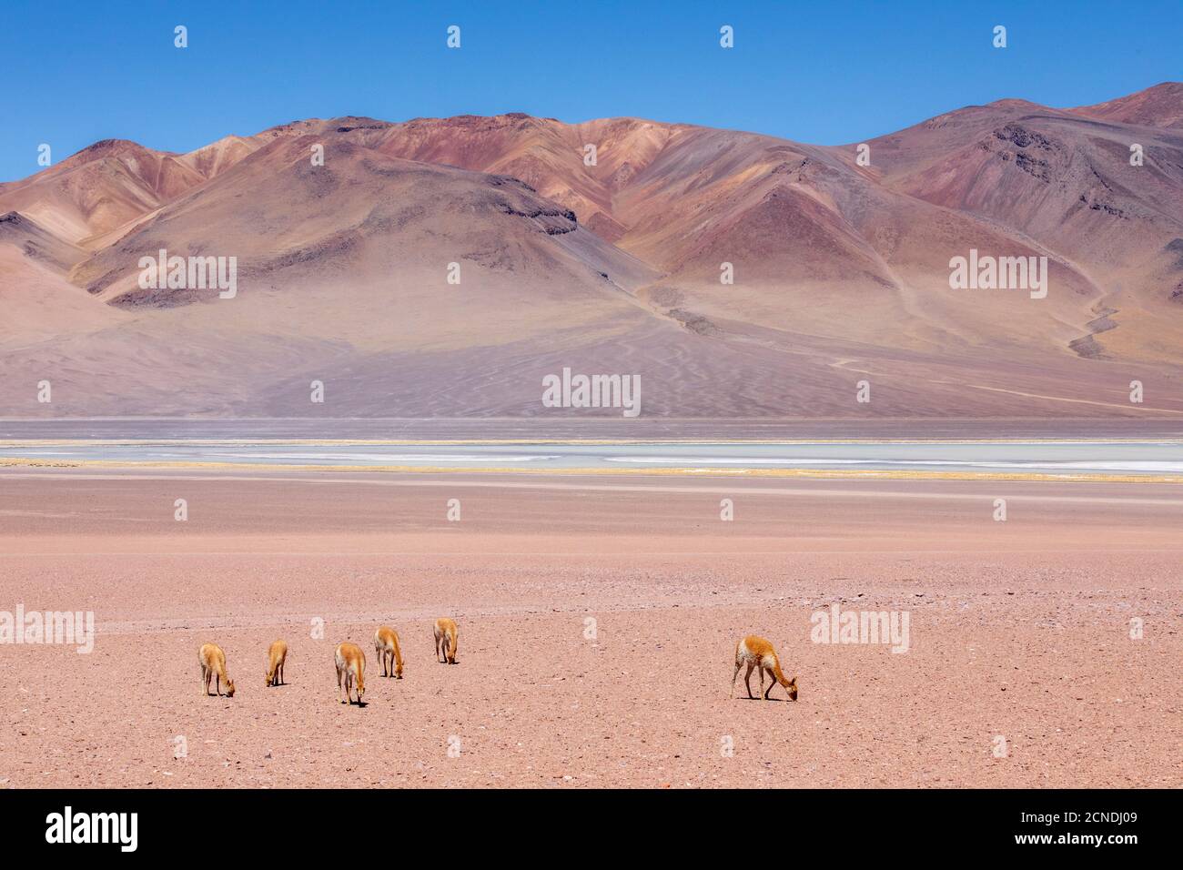Adult vicunas (Vicugna vicugna), in the Andean Central Volcanic Zone, Antofagasta Region, Chile Stock Photo