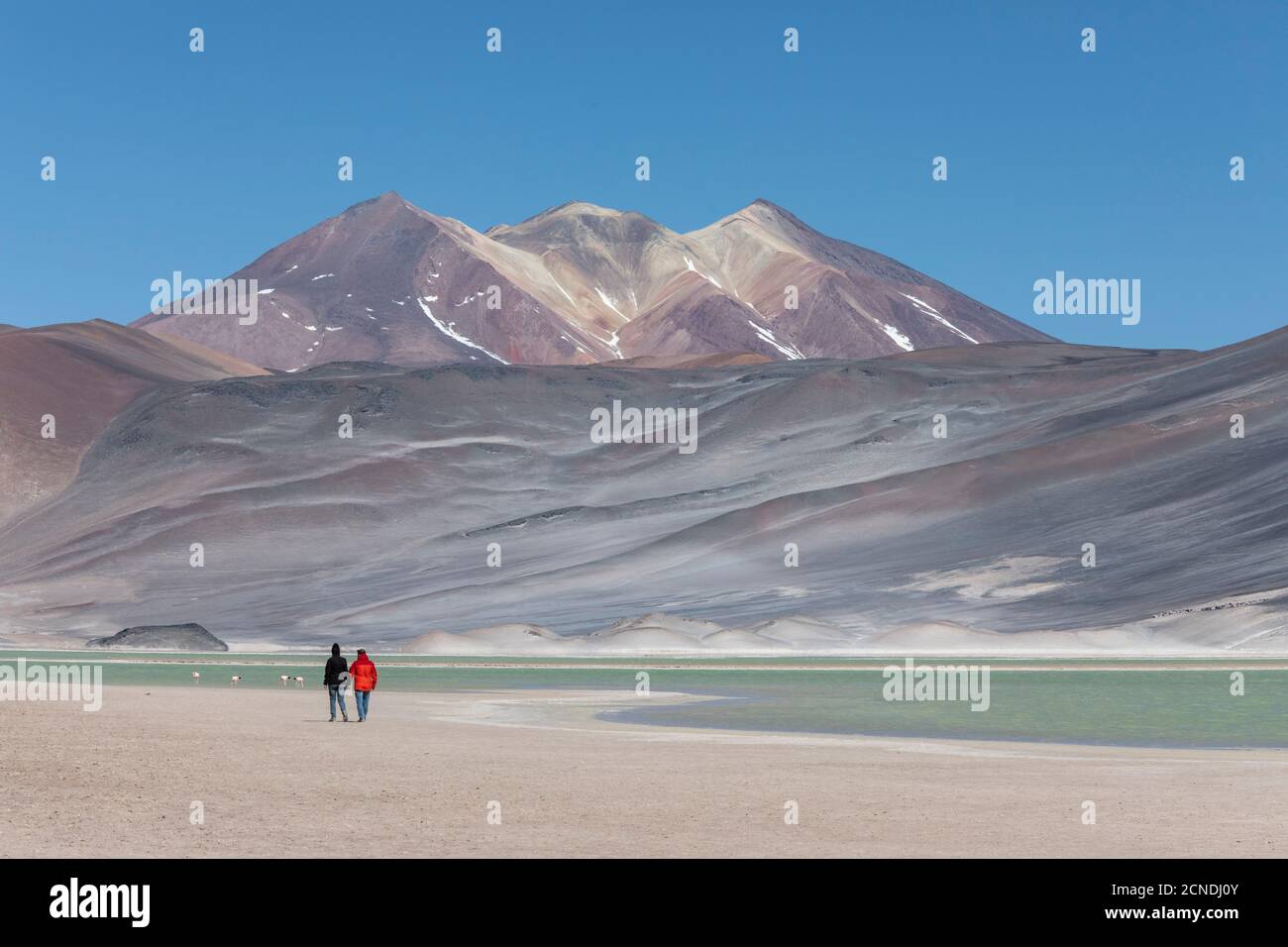 Coupe walking in Salar de Aguas Calientes, Los Flamencos National Reserve, Antofagasta Region, Chile Stock Photo