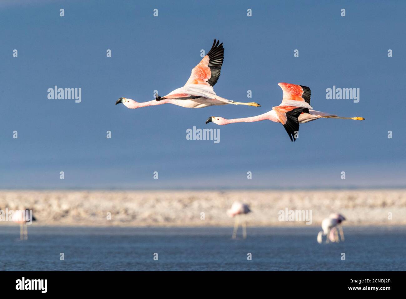 Andean flamingos (Phoenicoparrus andinu), in flight at Llano de Solaren, Los Flamencos National Reserve, Chile Stock Photo