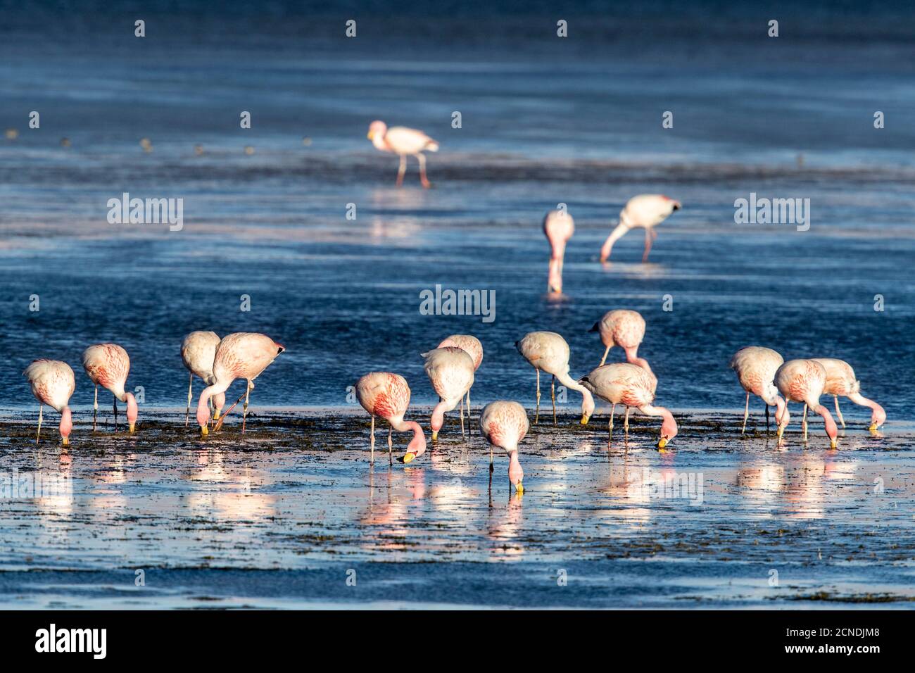 James s Flamingos Phoenicoparrus Jamesi Salar De Tara Y Aguas James s Flamingos Phoenicoparrus Jamesi Salar De Tara Y Aguas
