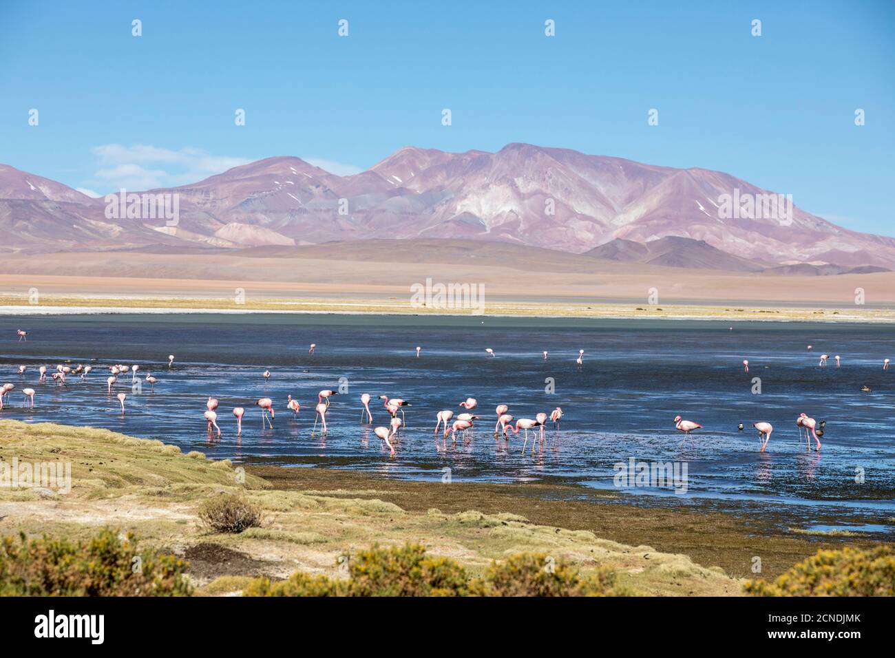 James's flamingos (Phoenicoparrus jamesi), Salar de Tara y Aguas Calientes I, Los Flamencos National Reserve, Chile Stock Photo