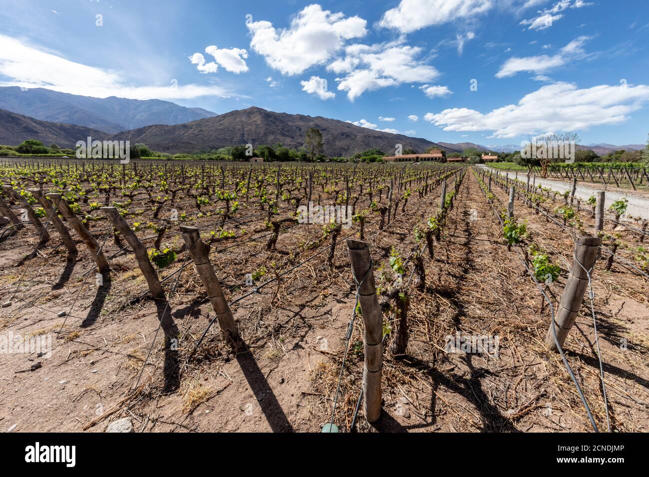 Estancia Colome, vineyards located in the high Calchaqui valley at 2300 meters above sea level, Salta Province, Argentina Stock Photo