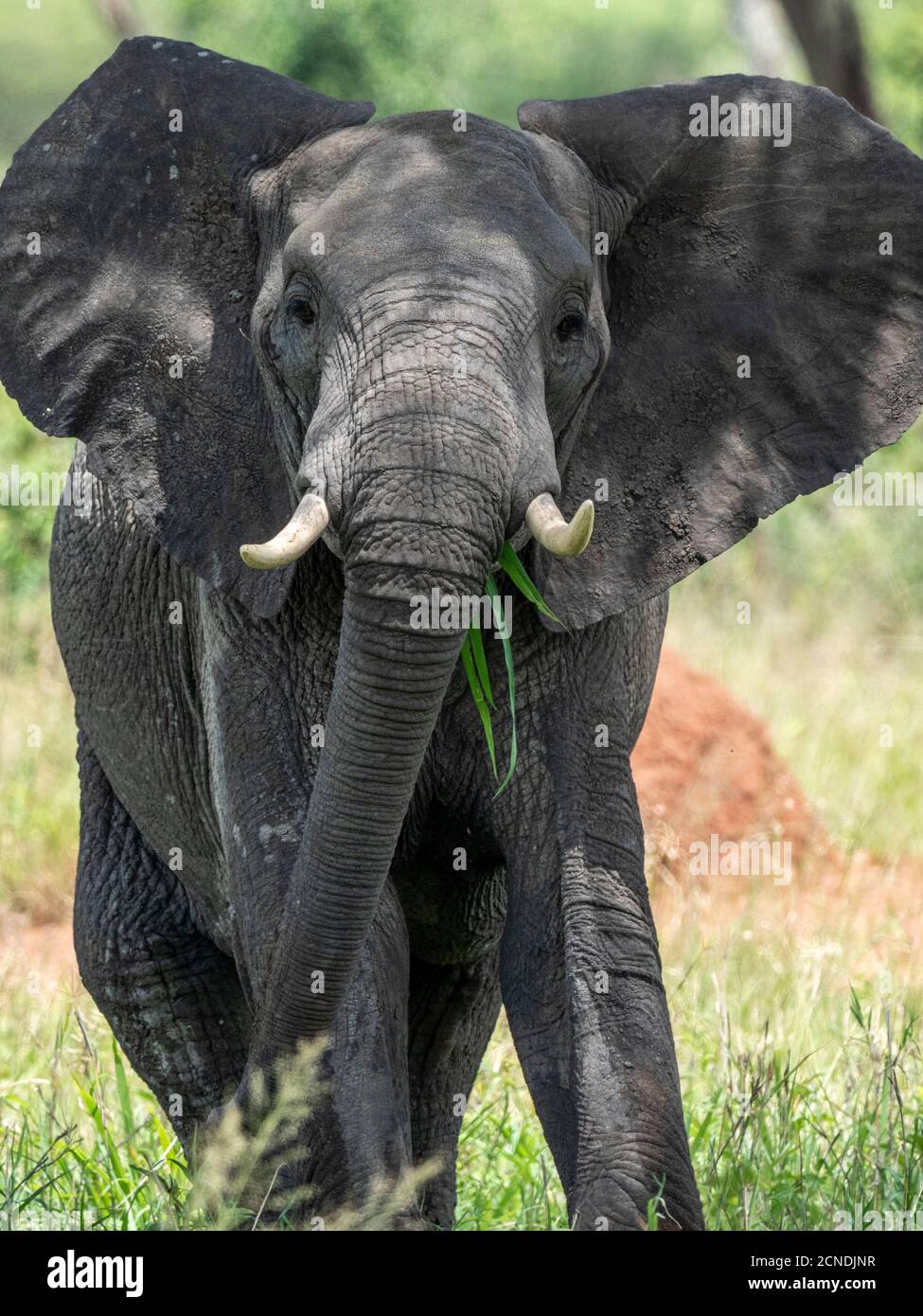 African bush elephant (Loxodonta africana), Tarangire National Park, Tanzania, East Africa, Africa Stock Photo