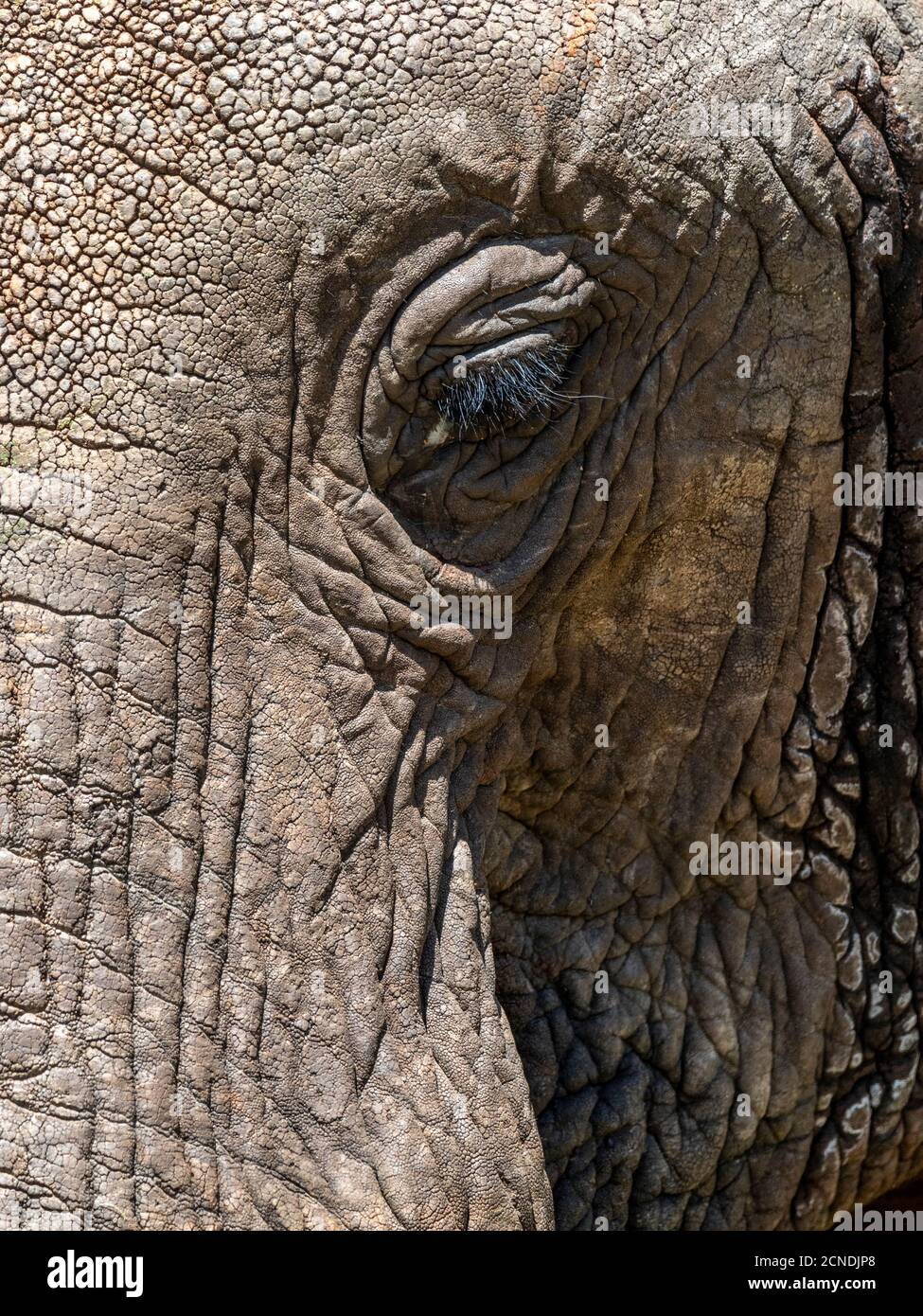African bush elephant (Loxodonta africana), face detail, Tarangire National Park, Tanzania, East Africa, Africa Stock Photo