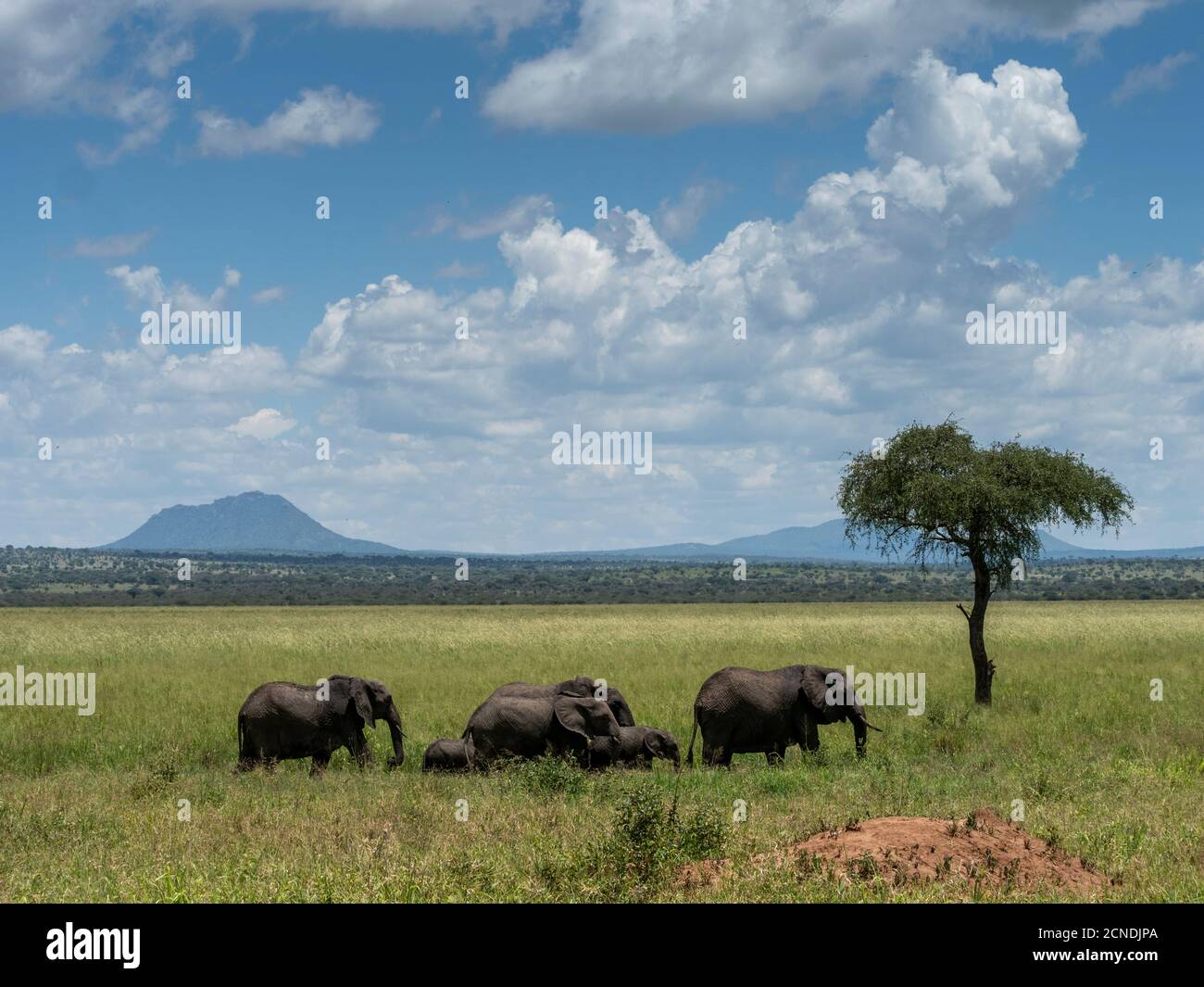 A herd of African bush elephants (Loxodonta africana), Tarangire National Park, Tanzania, East Africa, Africa Stock Photo