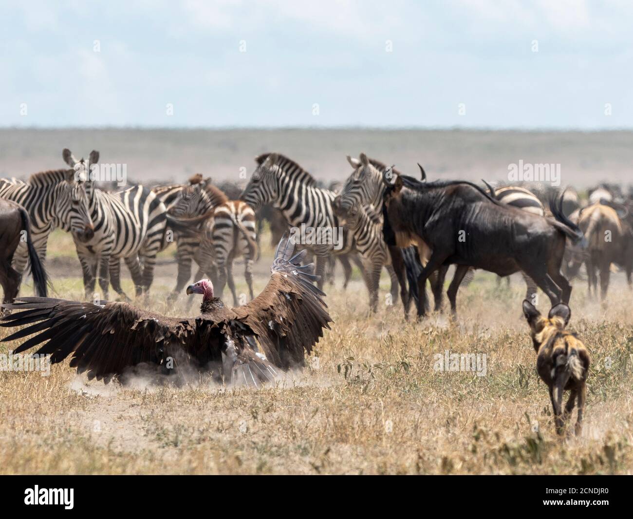 African wild dog (Lycaon pictus), pushing a lappet-faced vulture off kill in Serengeti National Park, Tanzania, East Africa, Africa Stock Photo