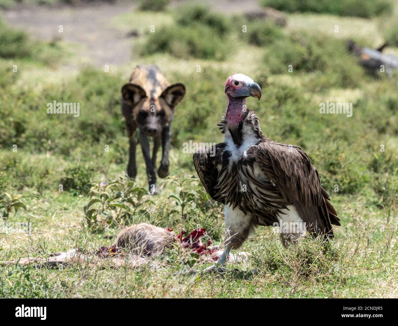 African wild dog (Lycaon pictus), pushing a lappet-faced vulture off kill in Serengeti National Park, Tanzania, East Africa, Africa Stock Photo