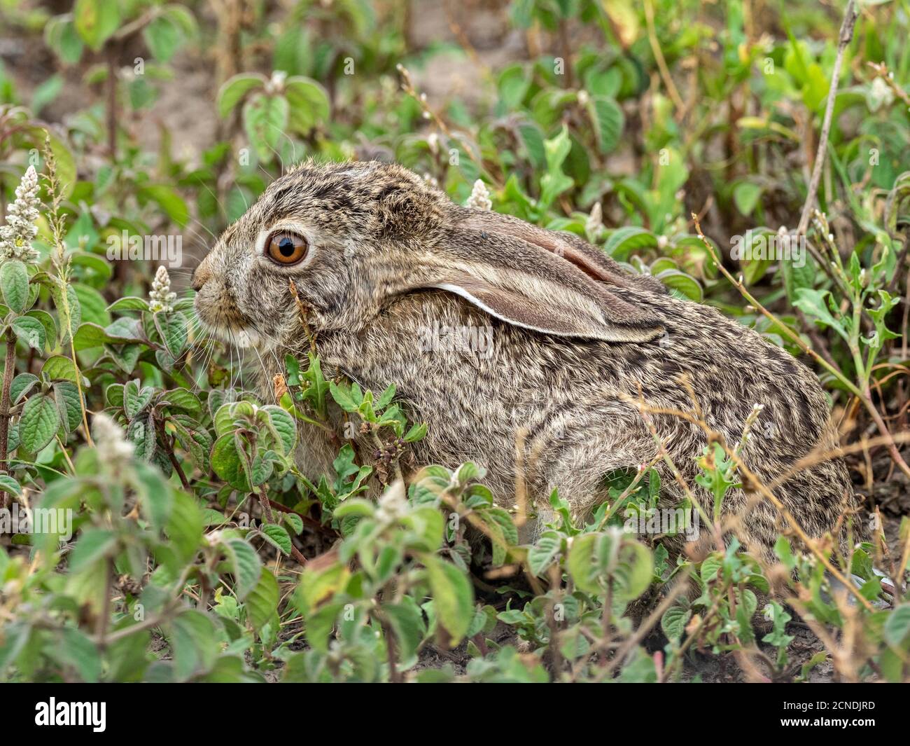 African savanna hare (Lepus victoriae), hiding in vegetation in Serengeti National Park, Tanzania, East Africa, Africa Stock Photo