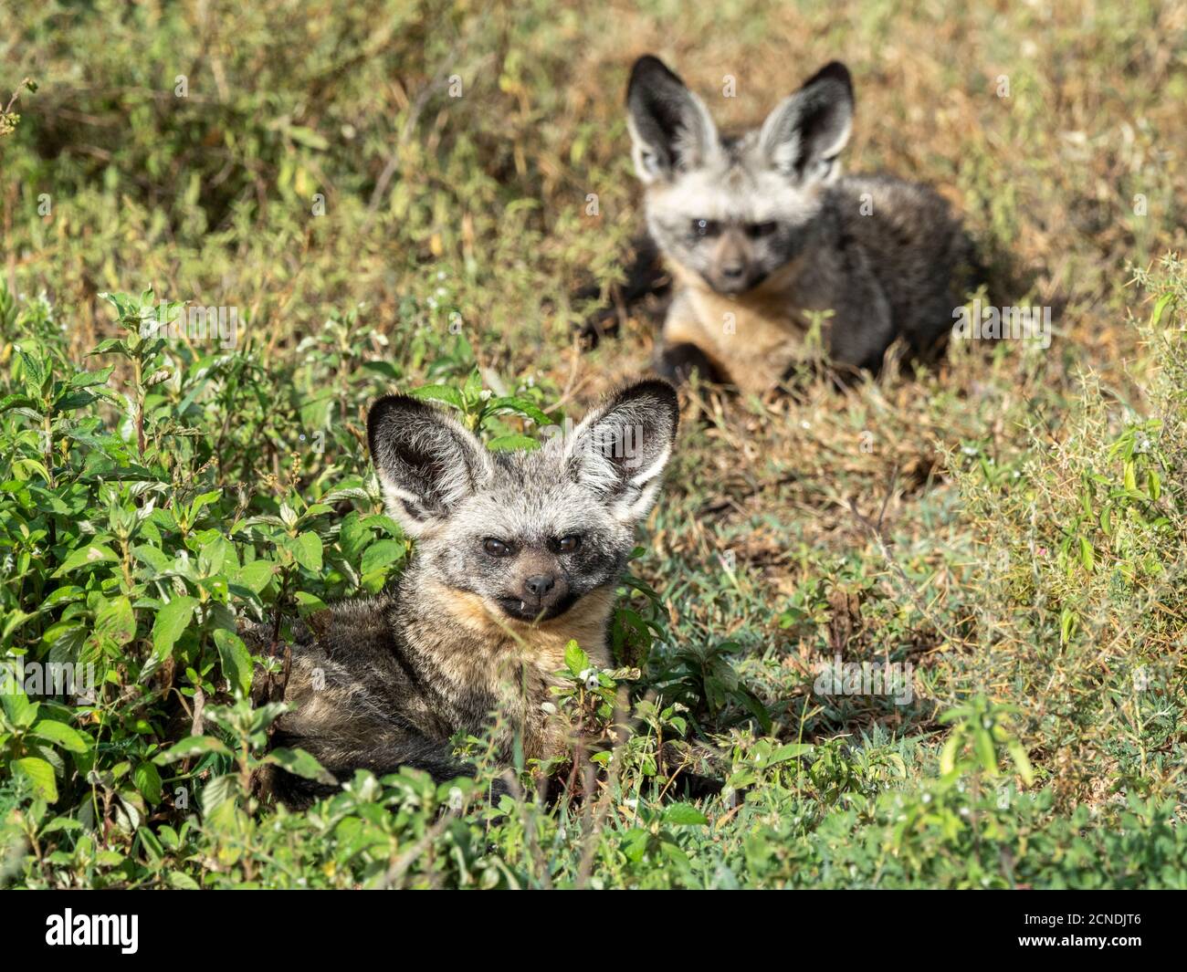 A pair of bat-eared foxes (Otocyon megalotis), Serengeti National Park, Tanzania, East Africa, Africa Stock Photo