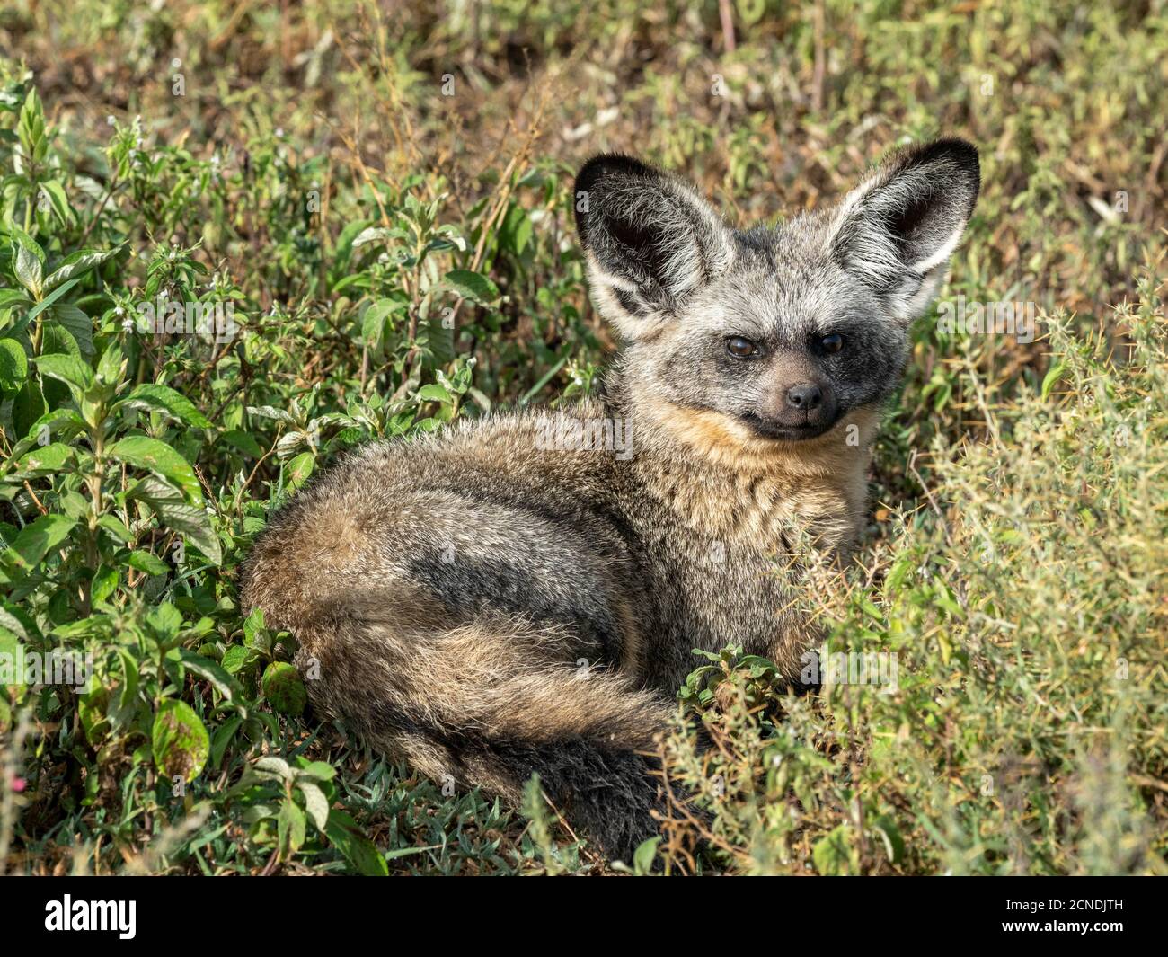 An adult bat-eared fox (Otocyon megalotis), Serengeti National Park ...