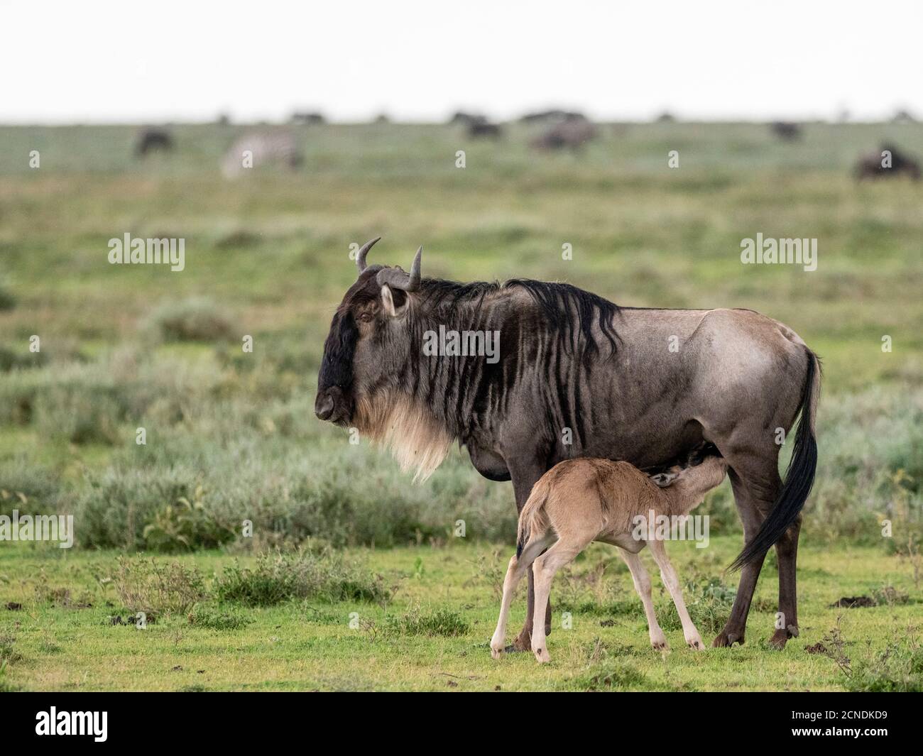 A newborn blue wildebeest (brindled gnu) (Connochaetes taurinus), nursing in Serengeti National Park, Tanzania, East Africa, Africa Stock Photo