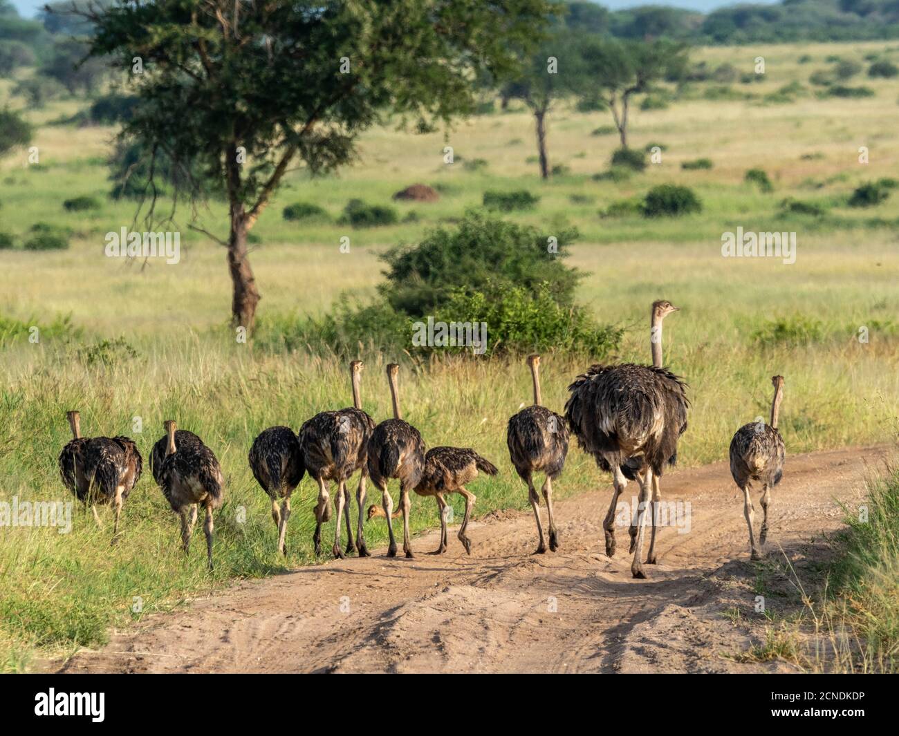 A flock of Masai ostriches (Struthio camelus massaicus), Tarangire National Park, Tanzania, East Africa, Africa Stock Photo