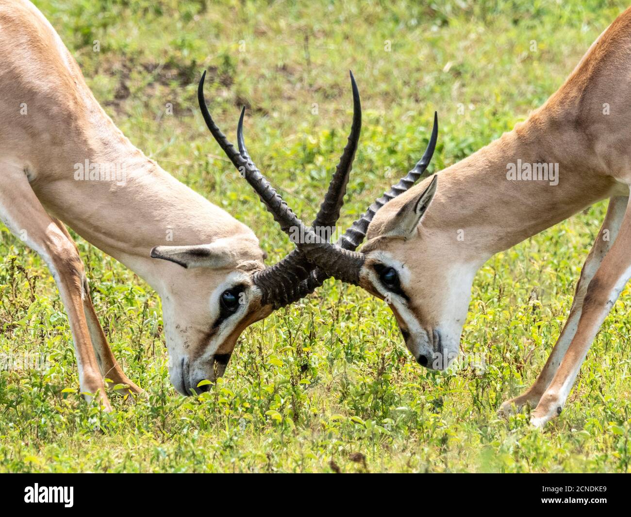 Adult male Grant's gazelles (Nanger granti) sparring inside Ngorongoro Crater, Tanzania, East Africa, Africa Stock Photo