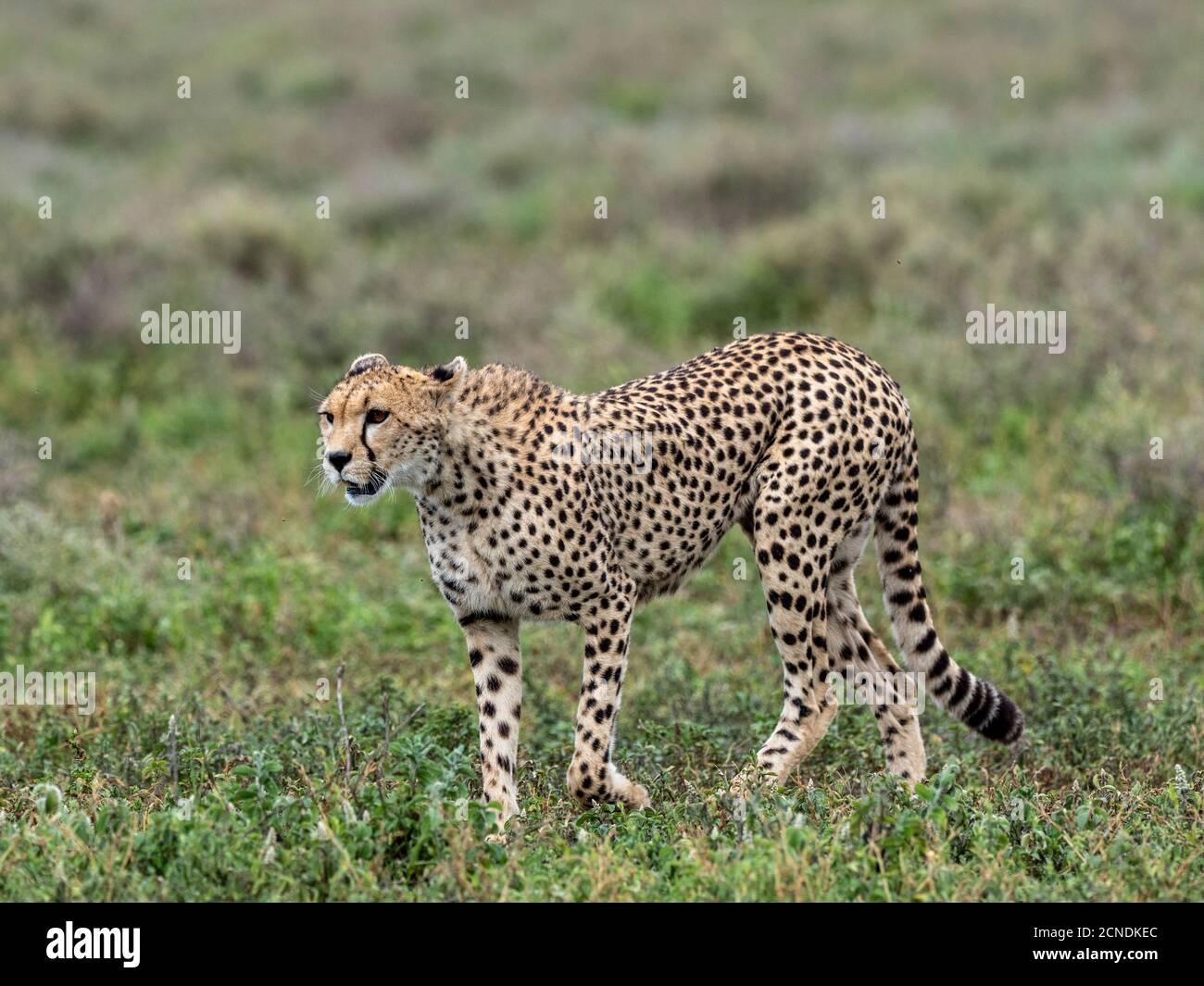 Adult cheetah (Acinonyx jubatus), stalking the Great Migration in Serengeti National Park, Tanzania, East Africa, Africa Stock Photo