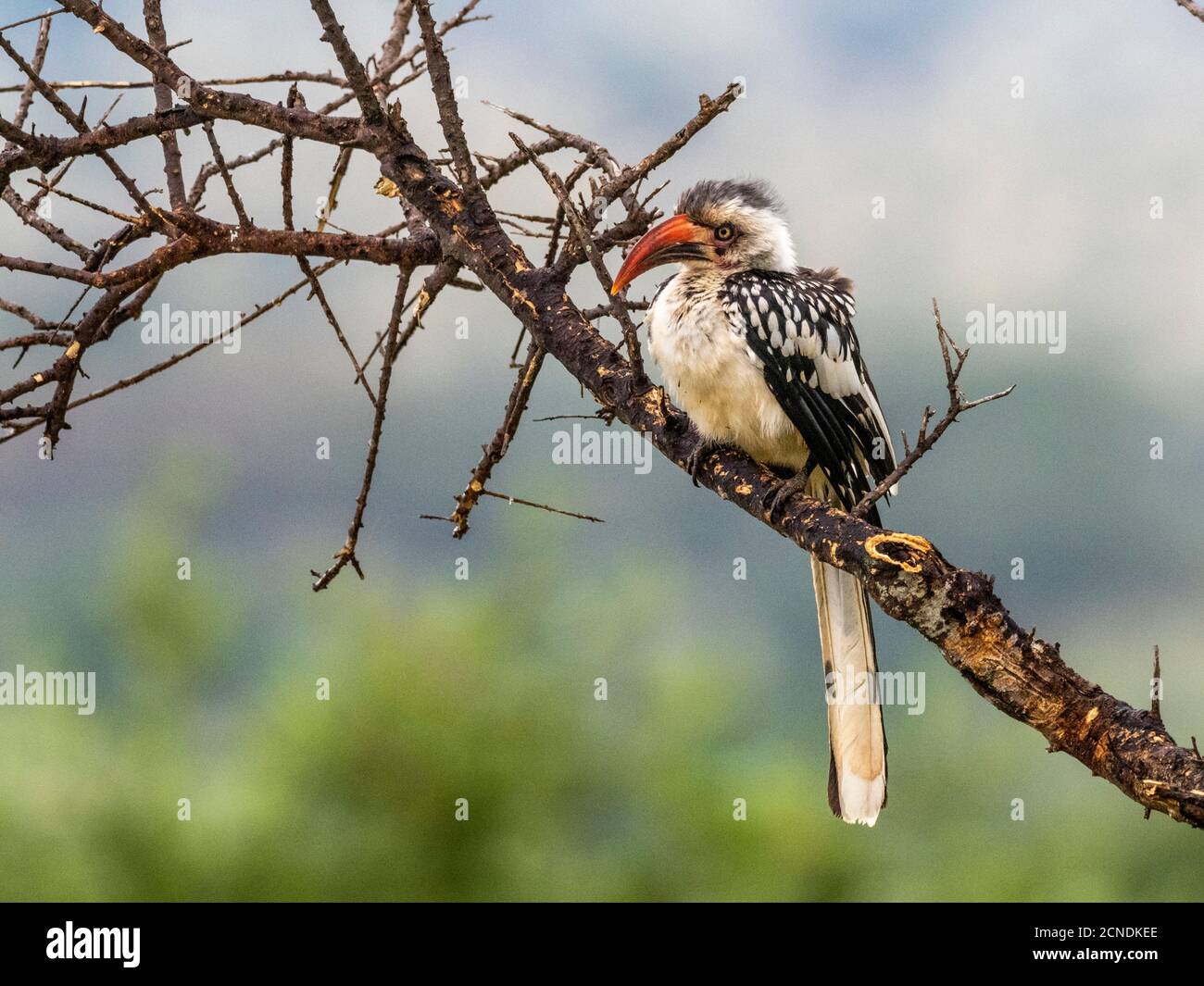 An adult Tanzanian red-billed hornbill (Tockus ruahae), Tarangire National Park, Tanzania, East Africa, Africa Stock Photo