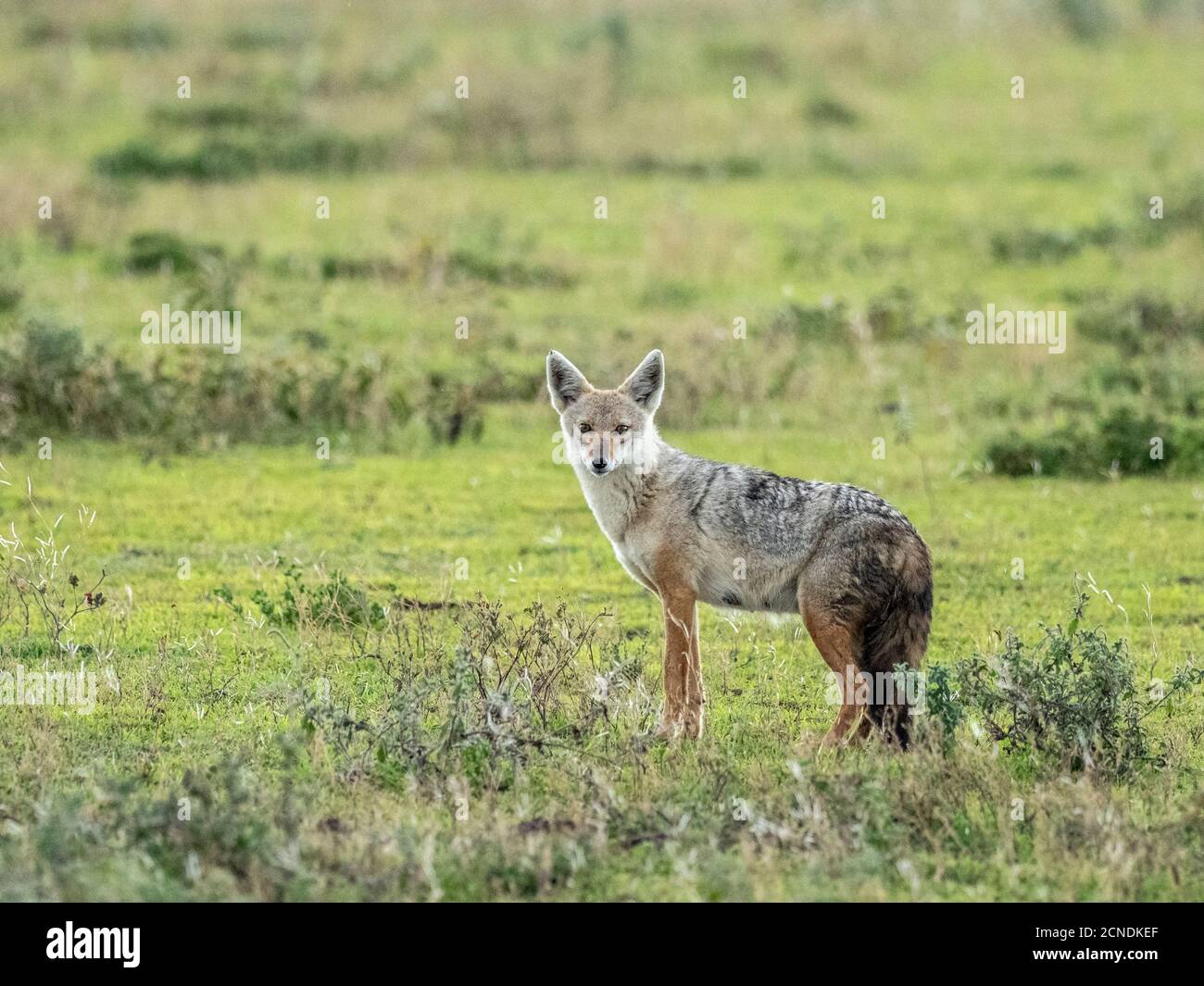 Adult African golden wolf (Canis anthus), Serengeti National Park, Tanzania, East Africa, Africa Stock Photo