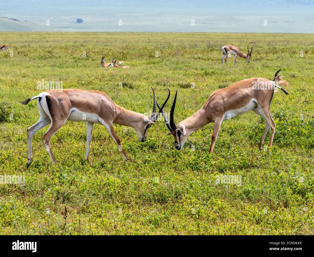 Adult male Grant's gazelles (Nanger granti) sparring inside Ngorongoro Crater, UNESCO World Heritage Site, Tanzania, East Africa, Africa Stock Photo
