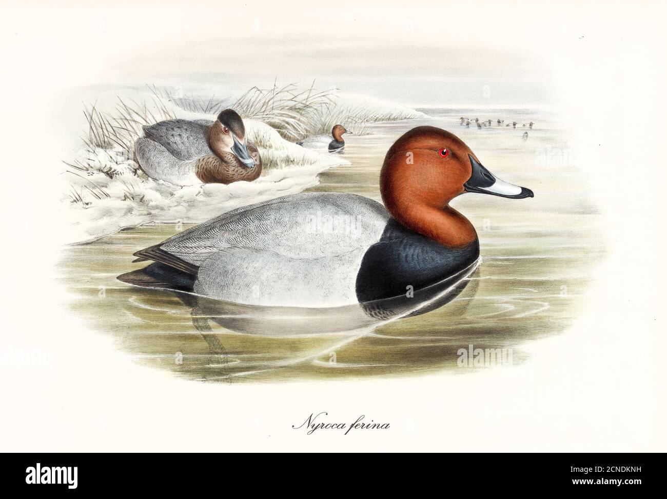 Aquatic bird Common Pochard (Aythya ferina) floating in the winter water of a pond with snowed shores. Vintage art by John Gould London 1862-1873 Stock Photo