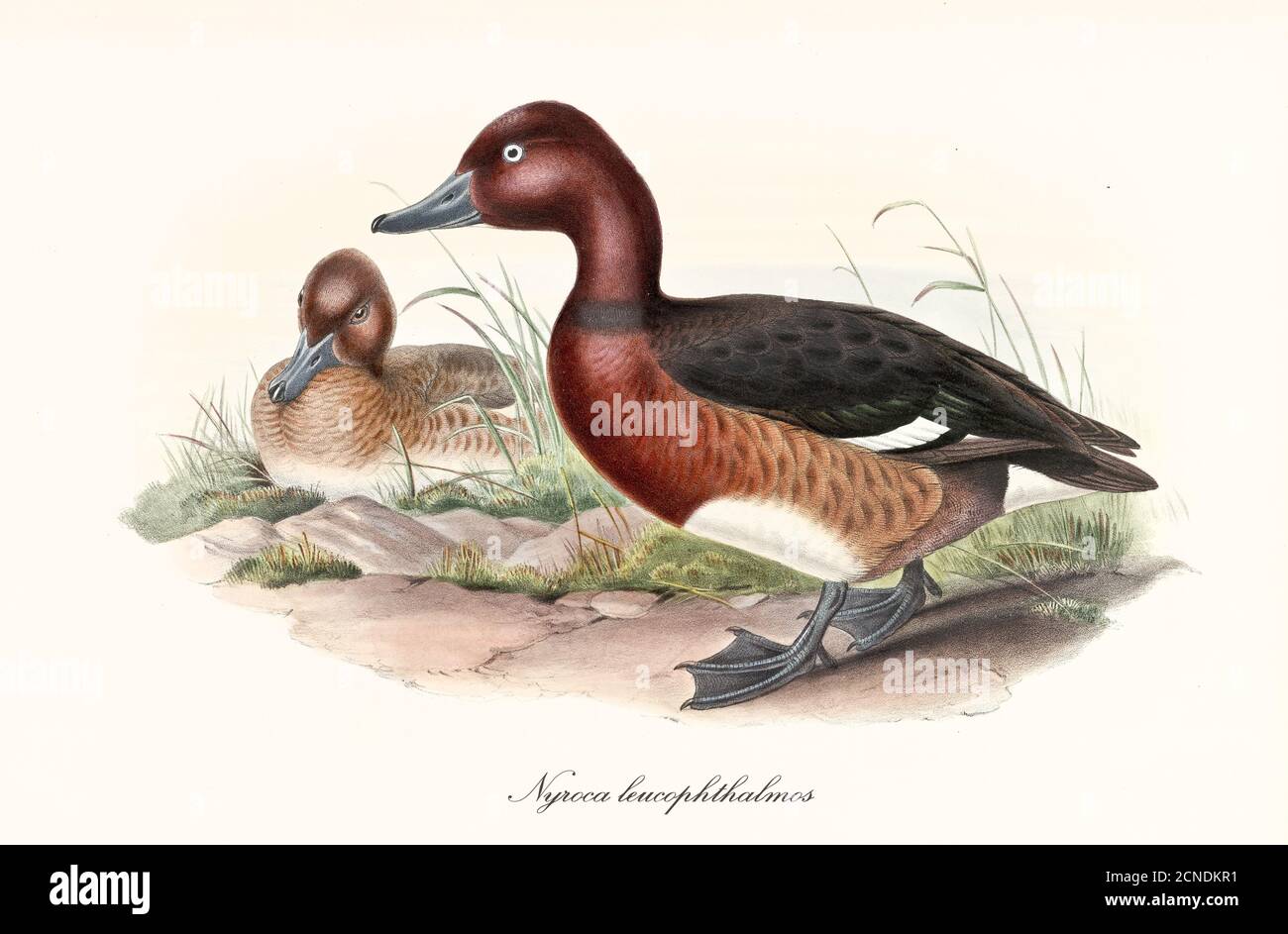 Webbed pawed bird Ferruginous Duck (Aythya ferina) walking to left while another esemplar is crouched. Vintage art by John Gould London 1862-1873 Stock Photo