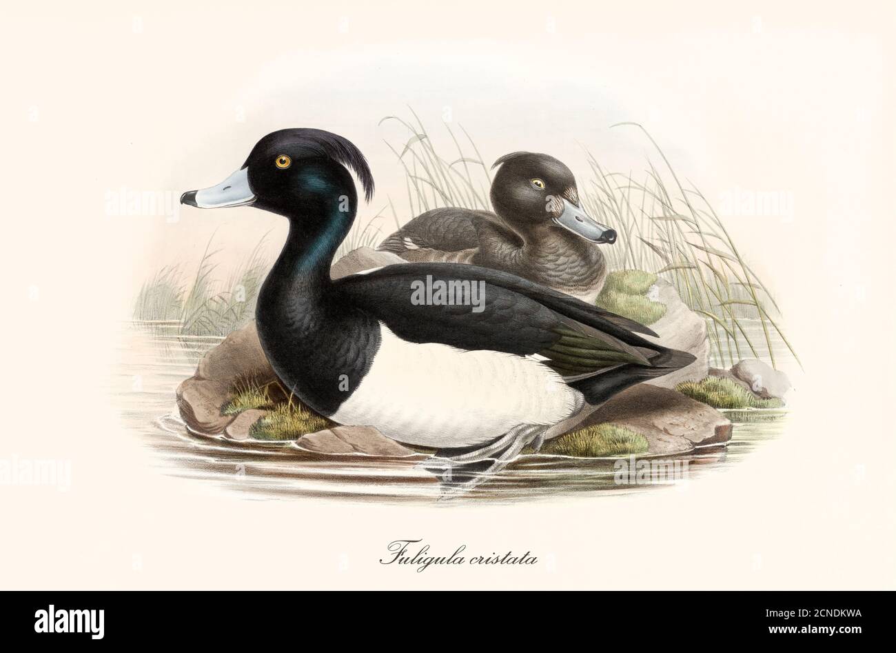 Aquatic black and white plumaged bird Tufted Duck (Aythya fuligula) with webbed paw partial immersed in the water. Vintage art by John Gould 1862-1873 Stock Photo
