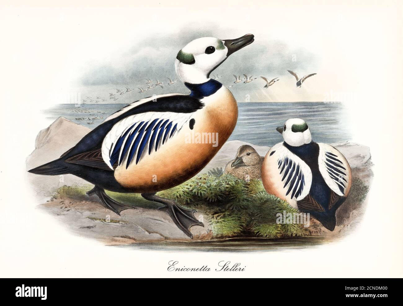 Aquatic colored bird Steller's Eider (Polysticta stelleri) profile view while a flock flyes over sea. Vintage art by John Gould London 1862-1873 Stock Photo