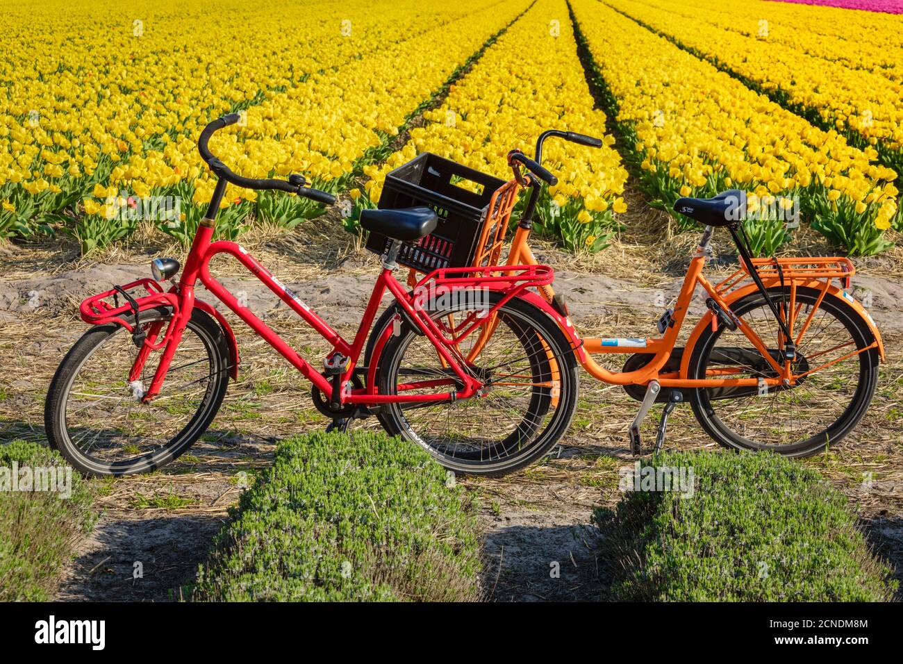 Bicycle tulip fields holland hi-res stock photography and images - Alamy