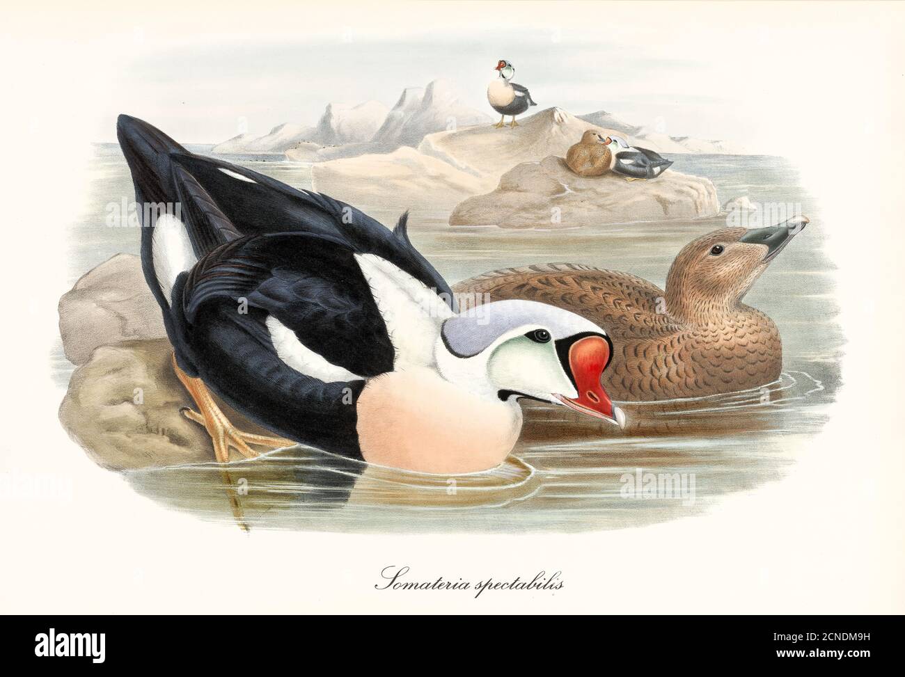 Aquatic bird with strange shaped red beak King Eider (Somateria spectabilis) entering in sea water from a rock. Art by John Gould London 1862-1873 Stock Photo