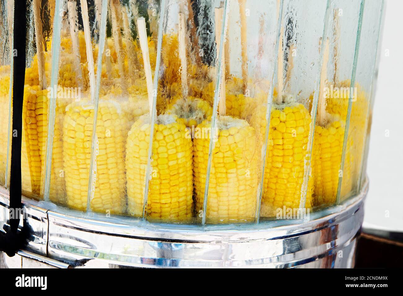 Isolated view of steamed golden colored corn on a stick for sale by a vendor in the Philippines. The yellow corn is kept behind glass for freshness. Stock Photo