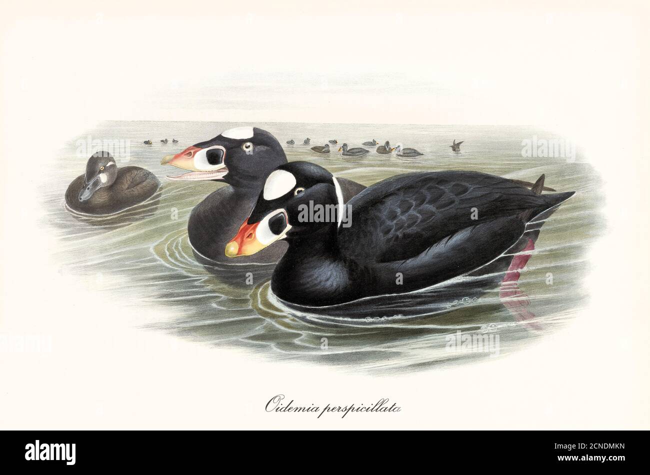 Two Surf Scoter (Melanitta perspicillata) black plumated aquatic birds floating in water side by side. Detailed vintage art by John Gould 1862-1873 Stock Photo
