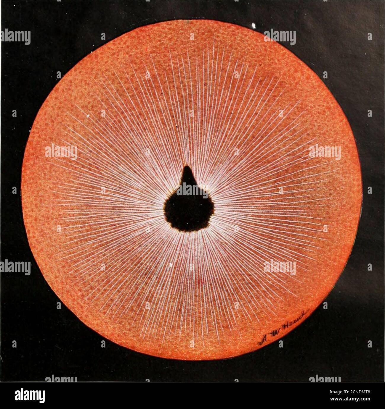 Pecten eye hi-res stock photography and images - Alamy