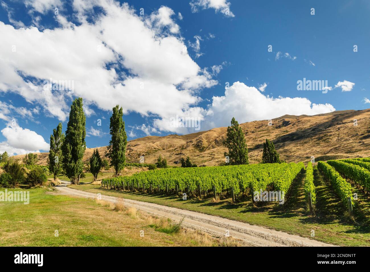 Vineyards at Lake Wanaka See in summer, Otago, South Island, New Zealand, Pacific Stock Photo
