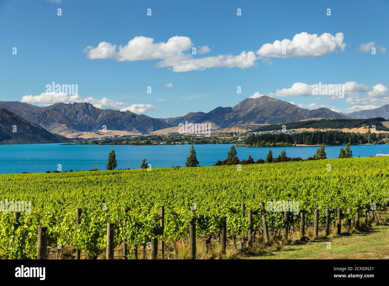 Vineyards at Lake Wanaka See in summer, Otago, South Island, New Zealand, Pacific Stock Photo